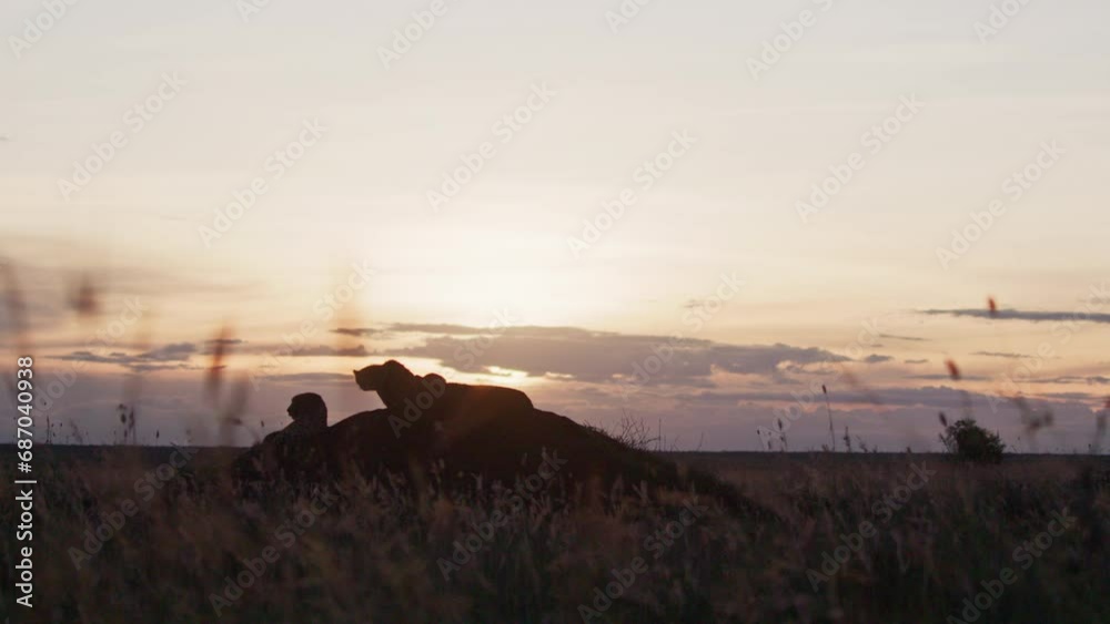 Silhouette of a coalition of cheetahs (Acinonyx jubatus) as they lay on a termite mound during the sunset in Africa. Silhouette of a coalition of cheetahs (Acinonyx jubatus) as they lay on a termite mound during the sunset in Africa.