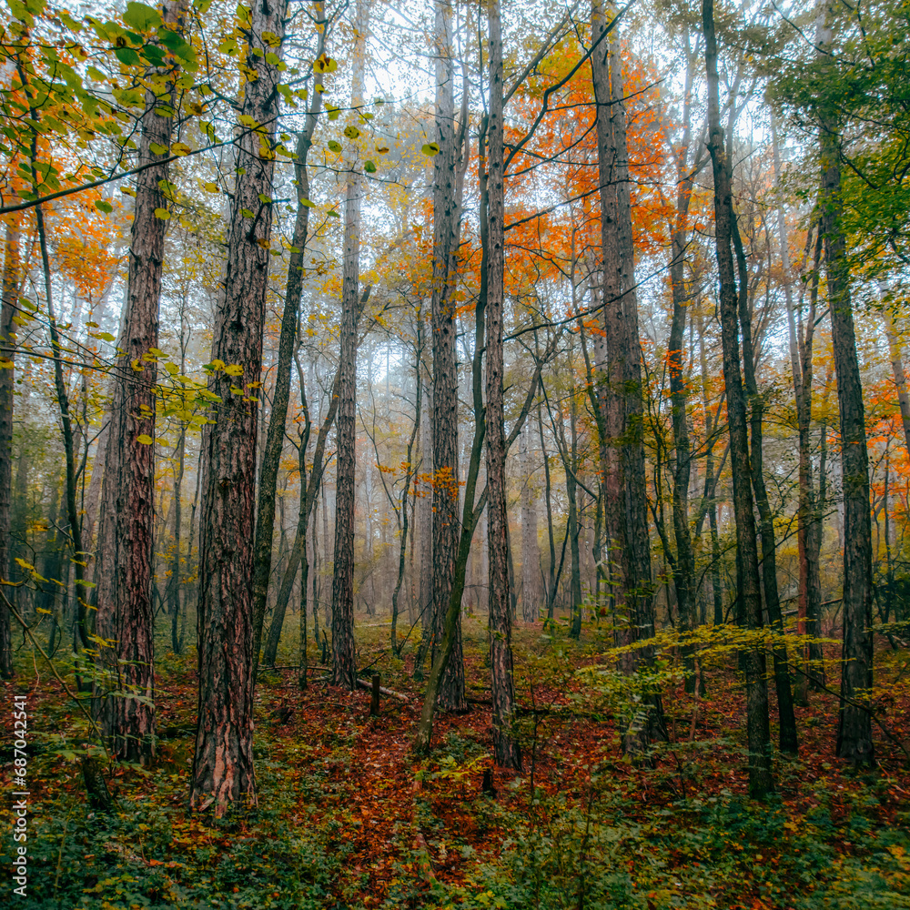 colorful autumn forest