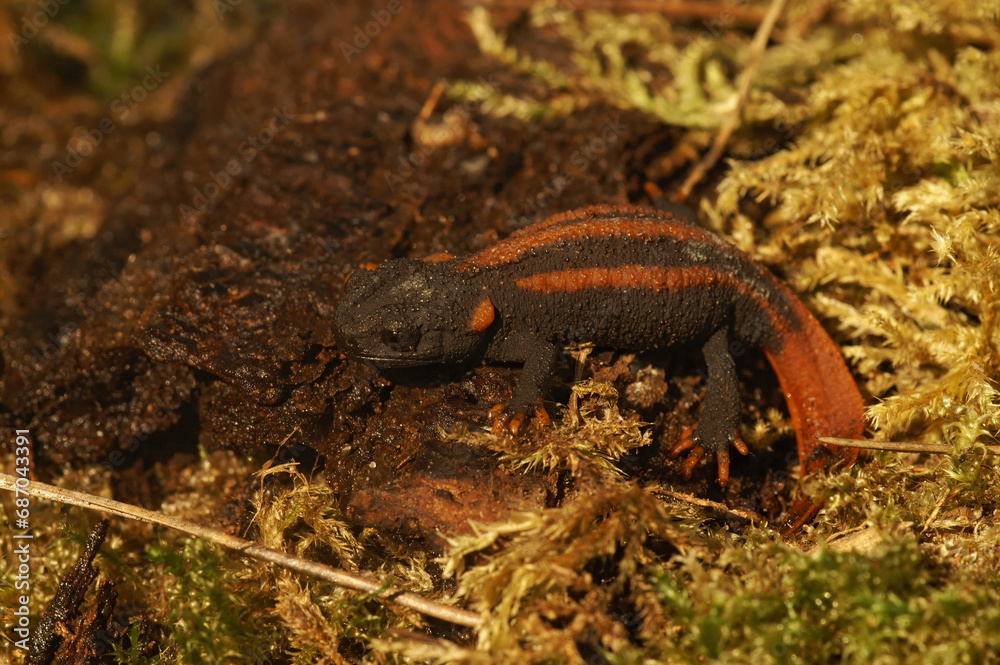 Obraz premium Closeup on the endangered Asian Red-tailed Knobby Newt, Tylototriton kweichowensis sitting on wood