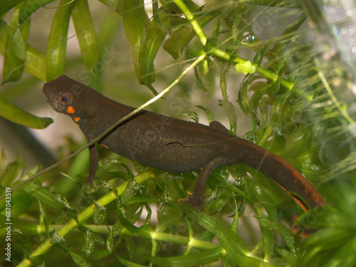 Closeupo on a female o the endangered Chuxiong blue-tailed fire-bellied Cynops cyanurus photo
