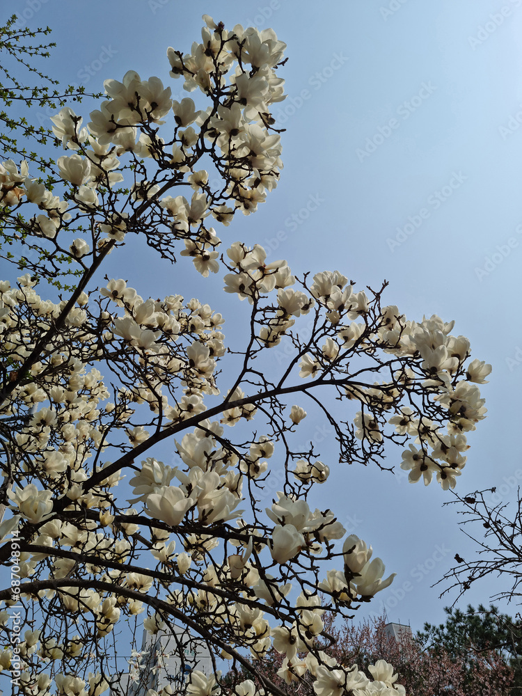 It is a blooming magnolia flower.
