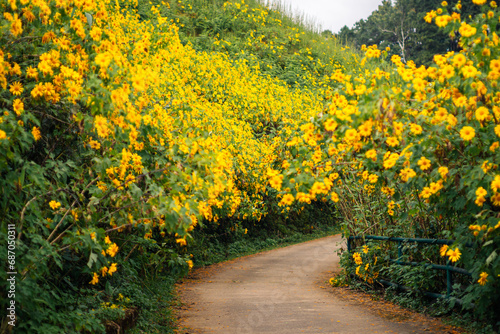 Tung Bua Tong forest park at Doi Mae Ukho   Beautiful Mexican Sunflower Bloom  Yellow with Blue Sky at Mae hong son Thailand  