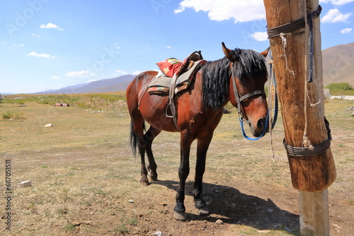 horse at a farm yard in Kyrgyzstan, Central Asia