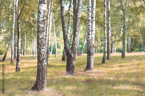 Beautiful birch trees in autumn