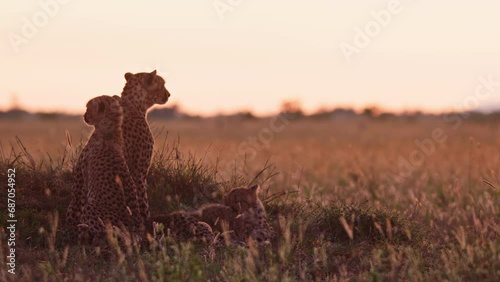 Long lens of a coalition of cheetahs (Acinonyx jubatus) looking through the grasslands for prey at sunrise in Africa.