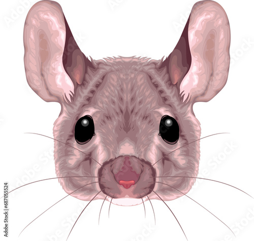 Mouse frontal view, vector isolated animal.