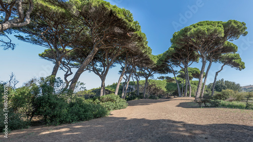 maritime pines little grove on shore at Baratti gulf, Italy photo