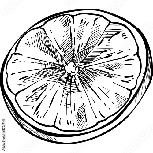 orange fruits handdrawn illustration