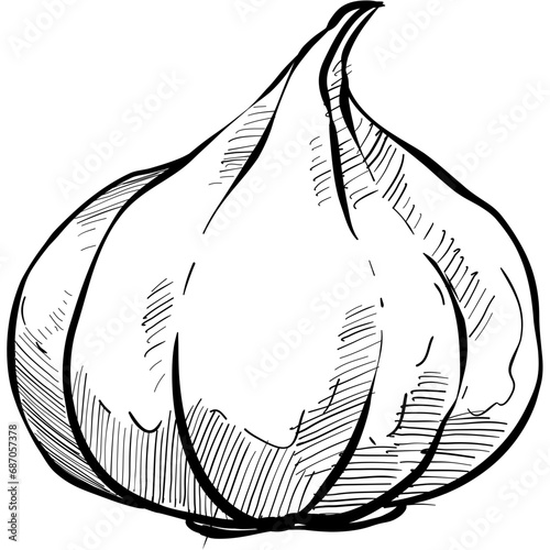 garlic handdrawn illustration