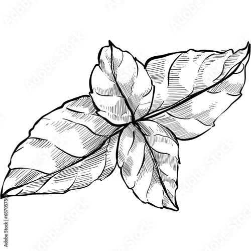 mint leaves handdrawn illustration