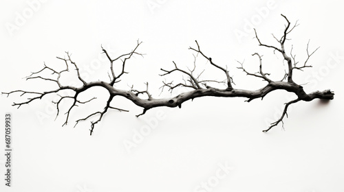 A black and white photo of a dead tree
