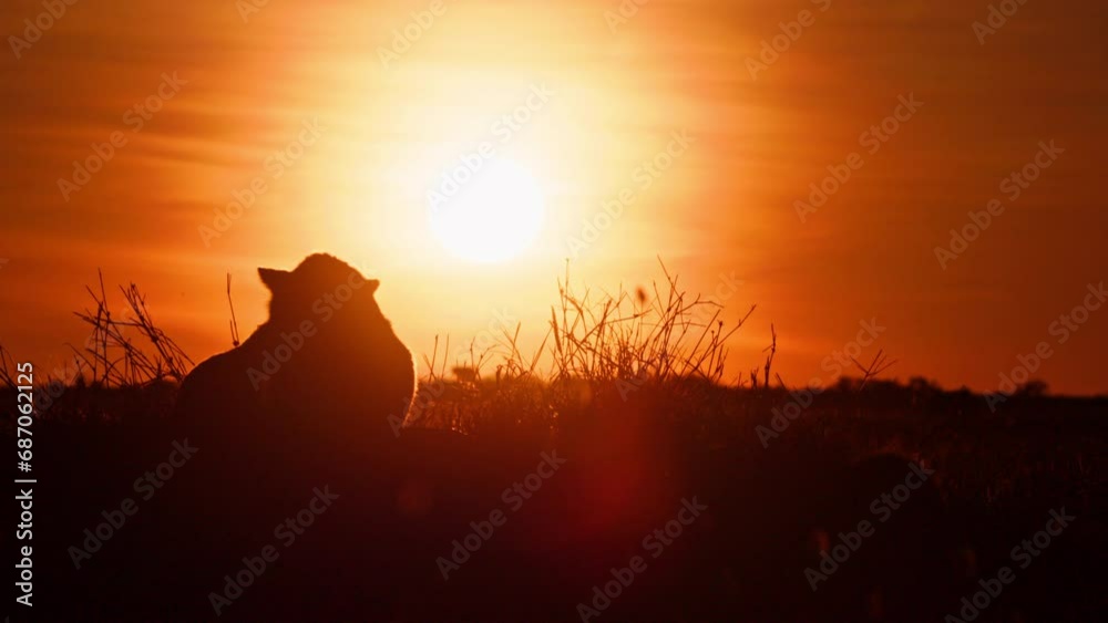 Silhouette of a cheetah (Acinonyx jubatus) licking itself with the sunrise in the background in Africa.
