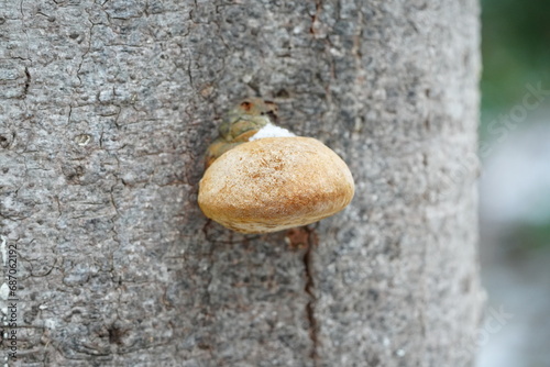 木に生えたサルノコシカケ photo