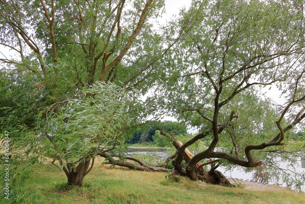 Broken trees after storm near the Elbe River, Dresden Broken trees after storm near the Elbe River, Dresden