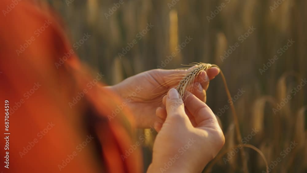 Ears of wheat in female hands of farmer against background of field close-up. Ears of wheat in female hands of farmer against background of field close-up.