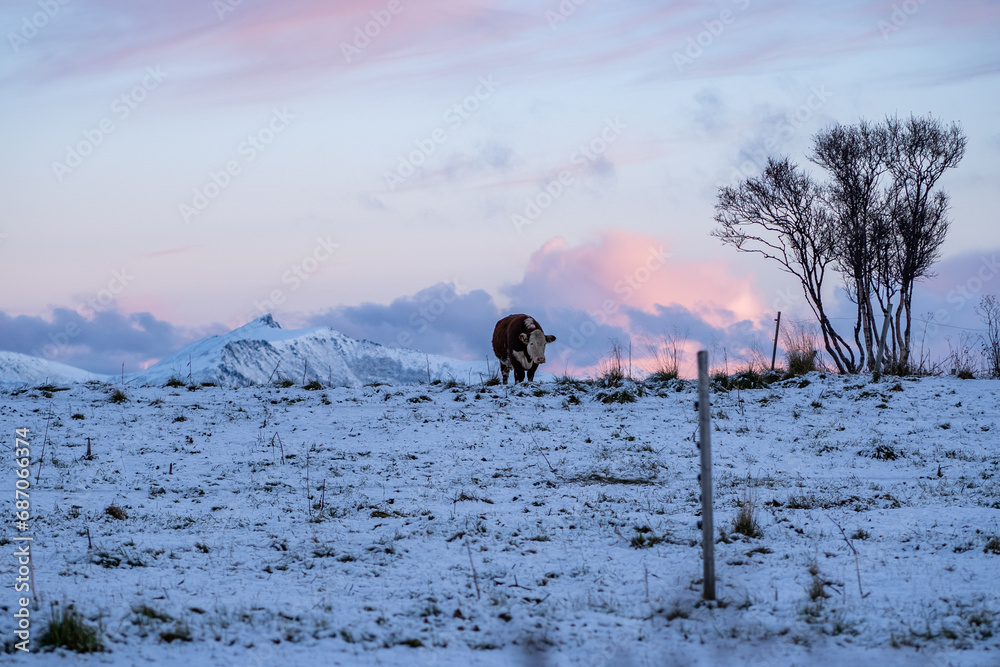 fluffy cow on winter farm