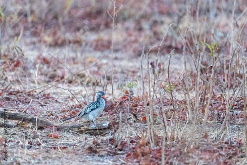 A Southern yellow-billed hornbill -Tockus leucomelas- sitting on a branch of a tree