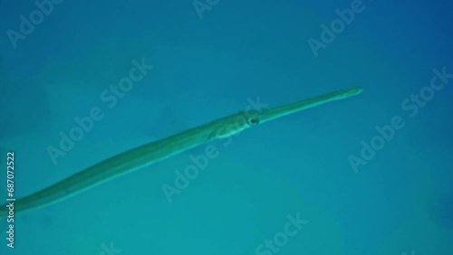 Close up of The bluespotted cornetfish (Fistularia commersonii), also known as smooth cornetfish.  photo