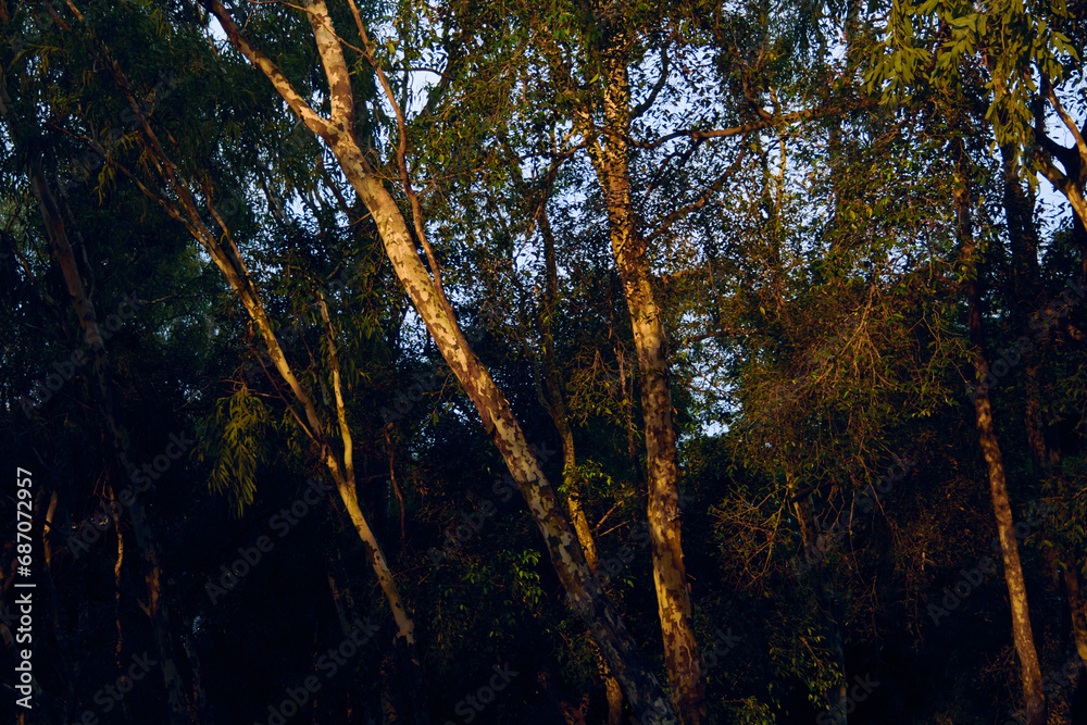 Obraz premium sun shining through trees