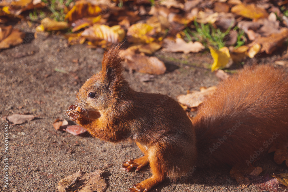 Fototapeta premium squirrel in the park