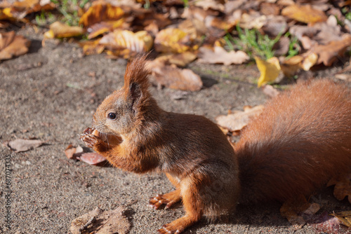 squirrel eating nut © bykot