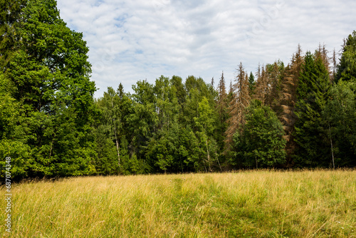 View of a mixed forest behind a grassy field