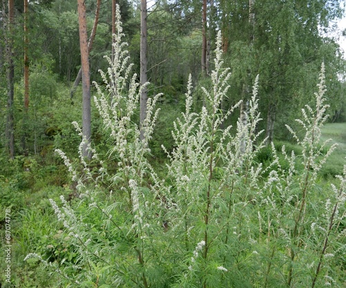 Young wormwood against the background of a coniferous forest on a cloudy summer day. A fragrant perennial plant after rain. A medicinal plant used in cooking.