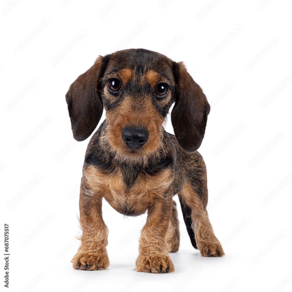 Adorable brown teckel dog pup, standing facing front. Looking towards camera with big innocent eyes. isolated on a white background.