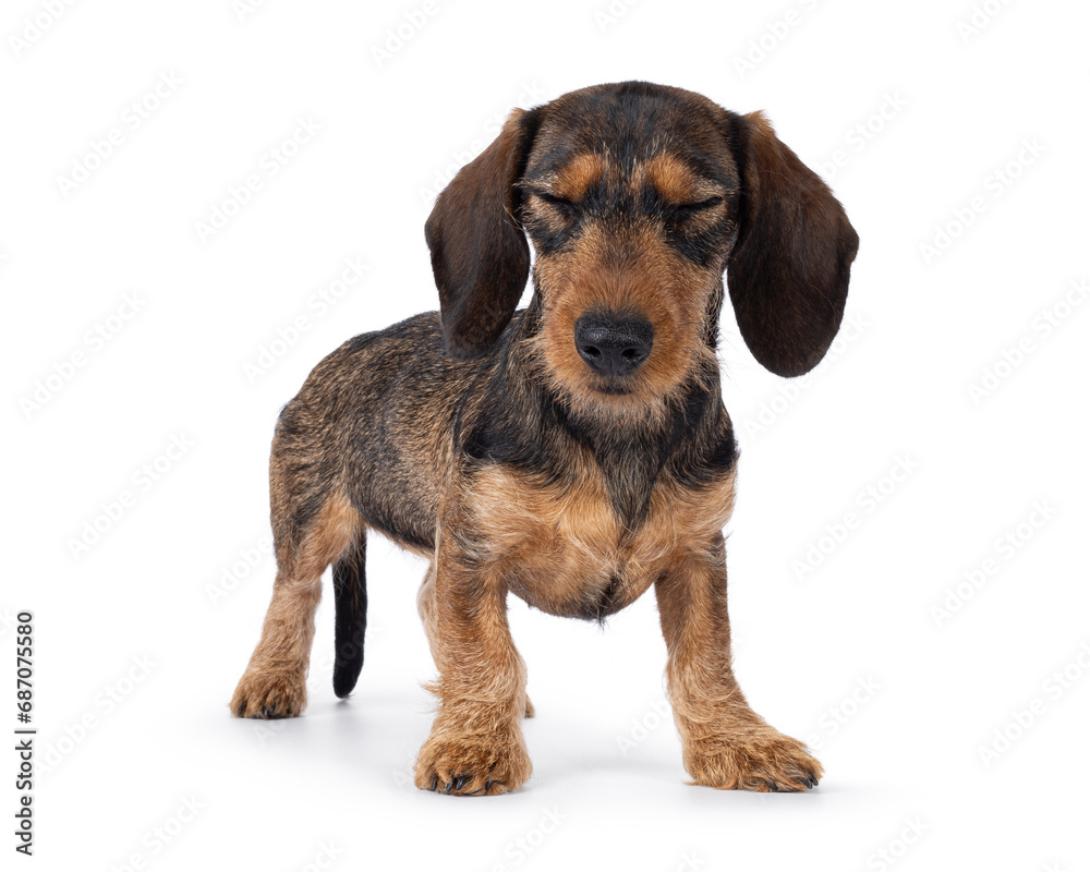 Adorable brown teckel dog pup, standing side ways. Both eyes closed. isolated on a white background.