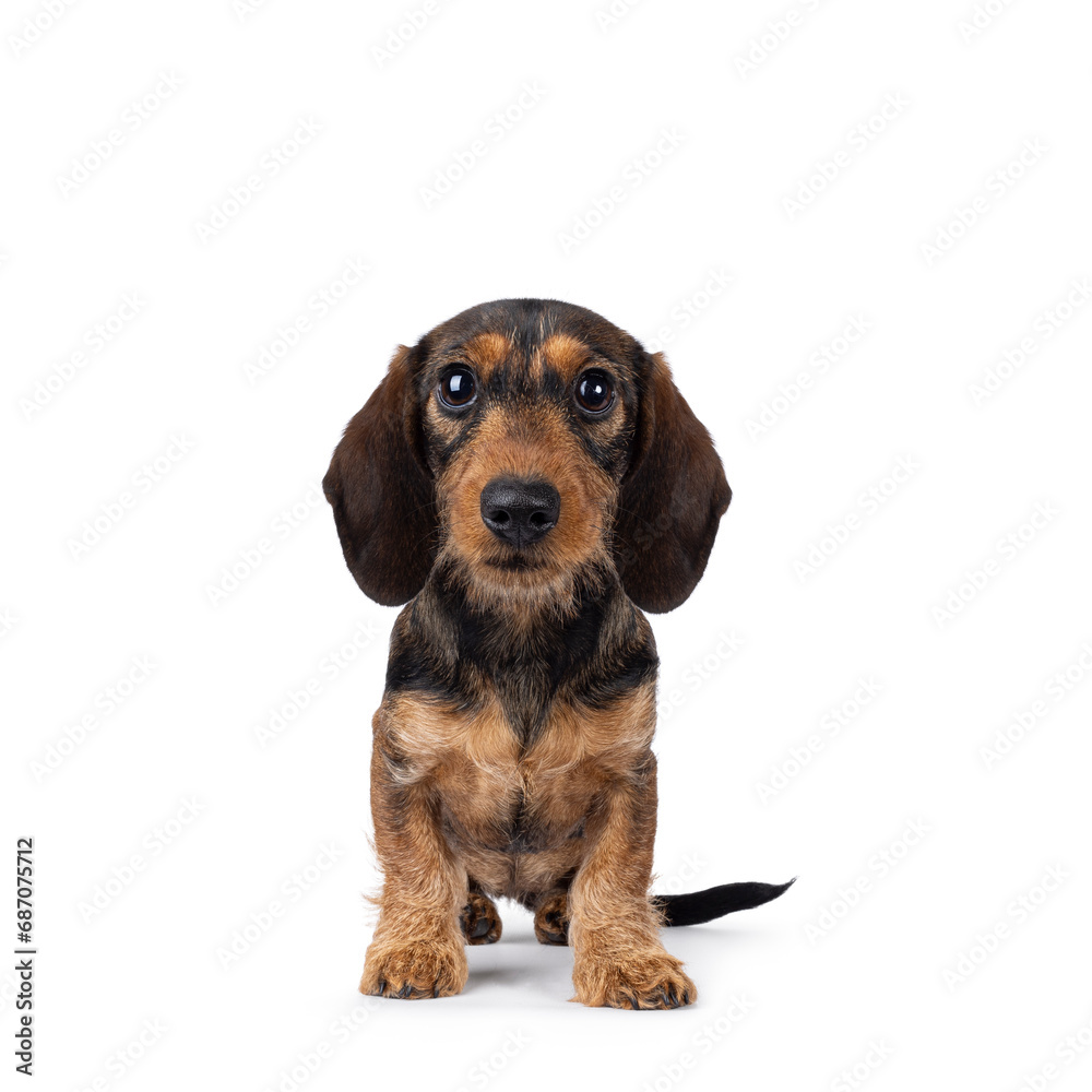 Adorable brown teckel dog pup, sitting upfacing front. Looking towards camera with big innocent eyes. isolated on a white background.