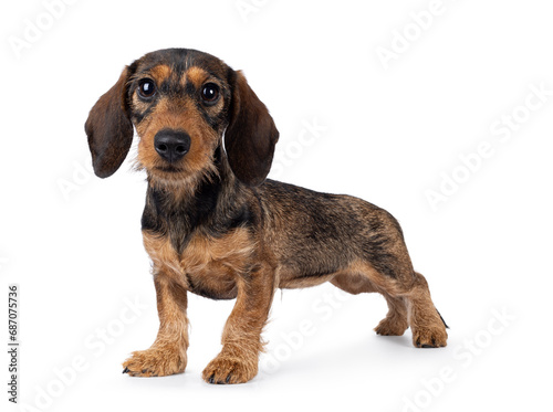 Adorable brown teckel dog pup  standing side ways. Looking towards camera with big innocent eyes. isolated on a white background.