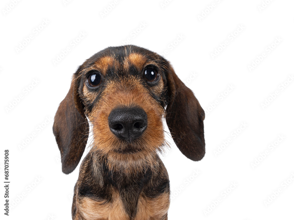 Wide angle head shot of adorable brown teckel dog pup, sitting facing front. Looking towards camera with big innocent eyes. isolated on a white background. Wide angle head shot of adorable brown teckel dog pup, sitting facing front. Looking towards camera with big innocent eyes. isolated on a white background.