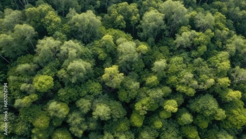Aerial perspective of dense forest canopy, mixed green hues creating a textured background of natural tree tops