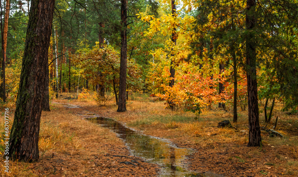 Autumn forest after rain. Puddles reflecting trees. Fallen leaves. Hiking. A walk through the autumn forest. Autumn forest after rain. Puddles reflecting trees. Fallen leaves. Hiking. A walk through the autumn forest.