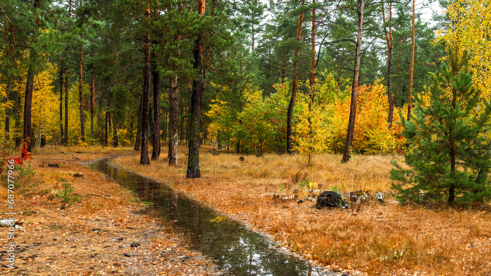 Fototapeta premium Forest path. The trees are painted in bright autumn colors. Beauty of nature. Hiking. Walk outdoors.
