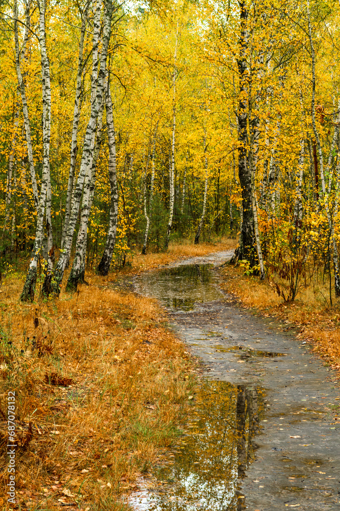 Fototapeta premium Autumn forest after rain. Puddles reflecting trees. Fallen leaves. Hiking. A walk through the autumn forest.
