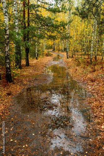 Autumn forest after rain. Puddles reflecting trees. Fallen leaves. Hiking. A walk through the autumn forest.