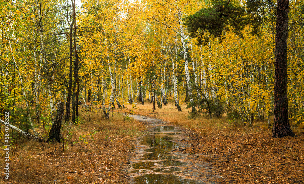Obraz premium Autumn forest after rain. Puddles reflecting trees. Fallen leaves. Hiking. A walk through the autumn forest.