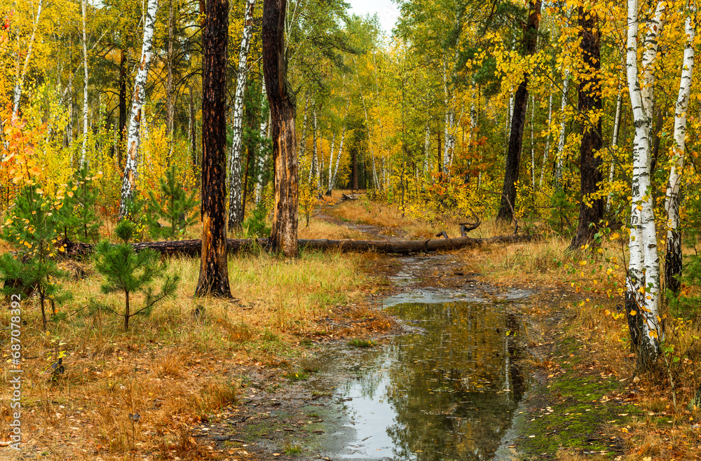 Fototapeta premium Autumn forest after rain. Puddles reflecting trees. Fallen leaves. Hiking. A walk through the autumn forest.