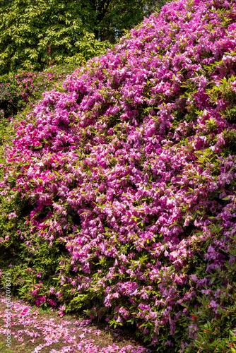 Lake Como springtime -  close-up of a bush of flowering azaleas in the park. Taken in Tremezzo, Italy Lombardy
