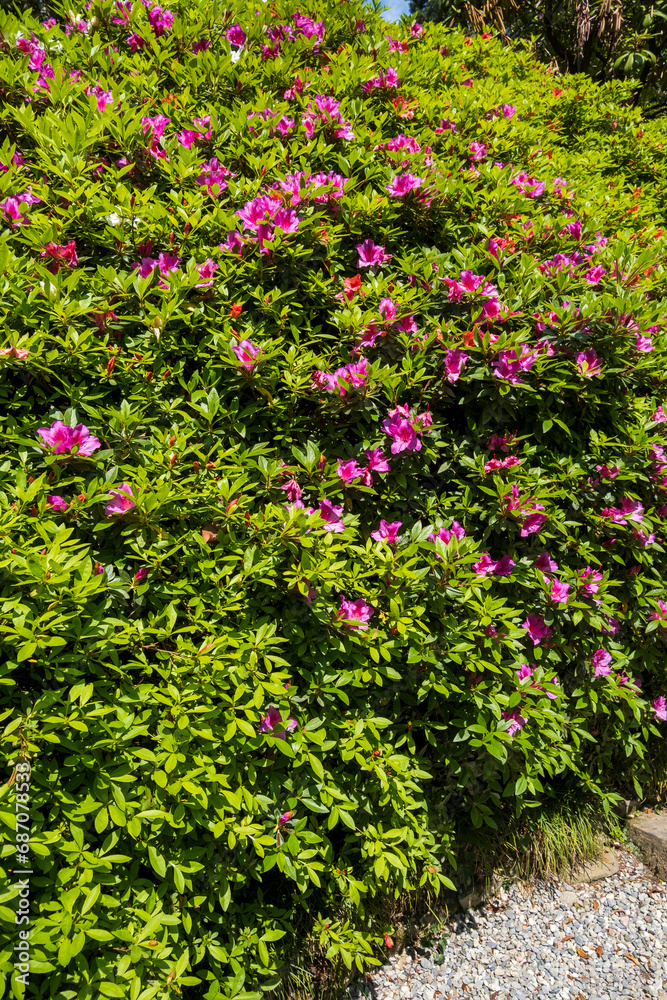 Close-up of a bush of flowering azaleas in the park. Lake Como springtime -  Taken in Tremezzo, Italy Lombardy
