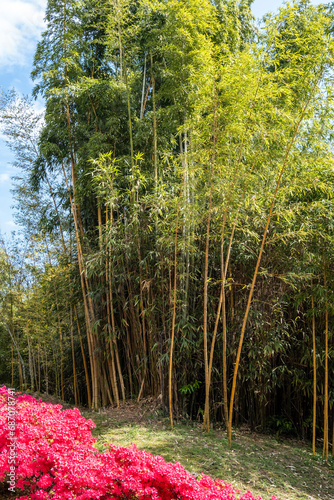 Lake Como springtime - a bamboo garden and azaleas in bloom in the botanic park. Taken in Tremezzo, Italy Lombardy
