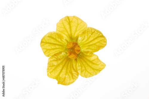 yellow watermelon flower isolated on white background