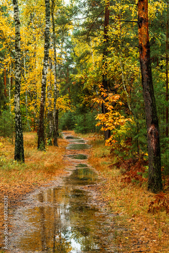 Autumn forest after rain. Puddles reflecting trees. Fallen leaves. Hiking. A walk through the autumn forest. © Mykhailo