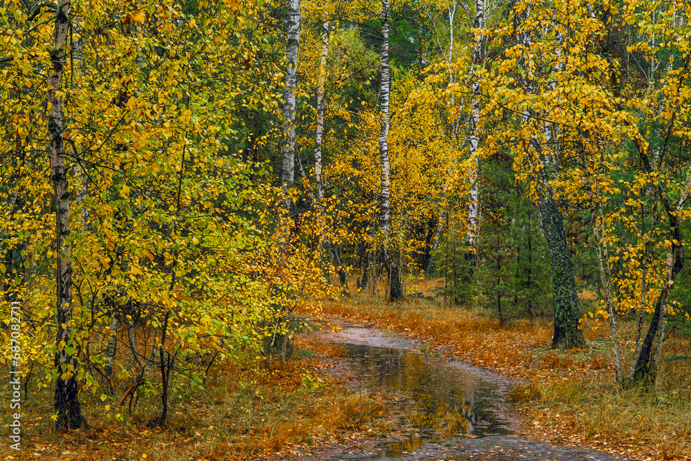 Fototapeta premium Autumn forest after rain. Puddles reflecting trees. Fallen leaves. Hiking. A walk through the autumn forest.