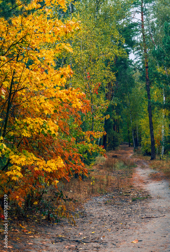 Forest path. The trees are painted in bright autumn colors. Beauty of nature. Hiking. Walk outdoors. © Mykhailo