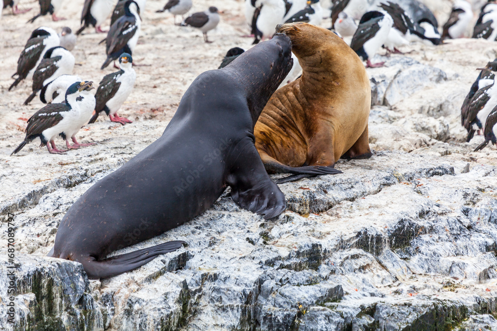 Fototapeta premium Unspoilt, wild nature in Patagonia in the Beagle Channel.