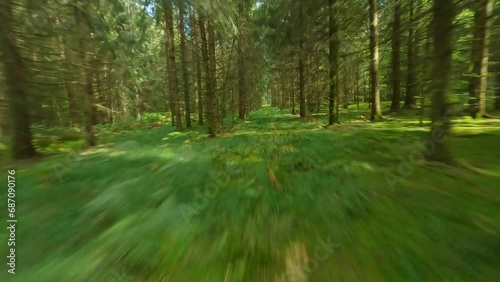 fpv drone flying through pine forest trees on a summer day in Vosges region France