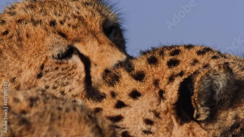 Close up of a cheetah's (Acinonyx jubatus) head licking another cheetah during the morning in Africa.