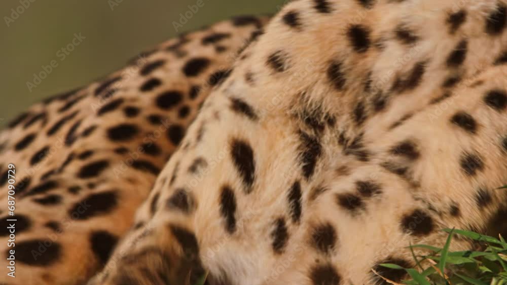 Extreme close up of a cheetah's (Acinonyx jubatus) legs as it stands up during the morning in Africa. Extreme close up of a cheetah's (Acinonyx jubatus) legs as it stands up during the morning in Africa.